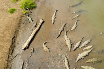 Resting crocodiles