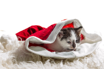 Fototapeta na wymiar Kitten in a Santa Claus hat on white carpet