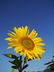 Naklejka premium sunflower sky outside
