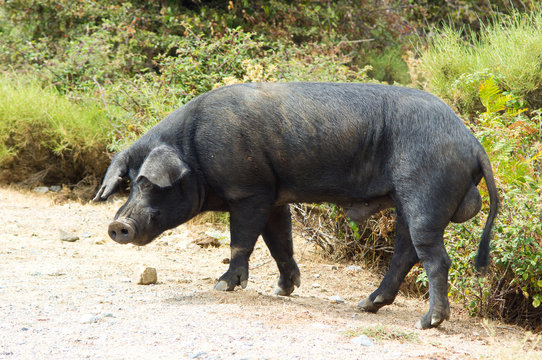 Black wild corsican pork