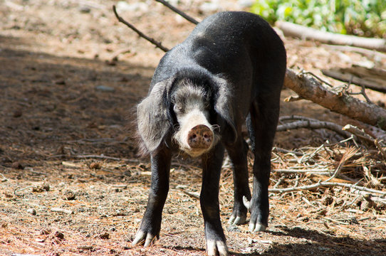 Black wild cosican piglet