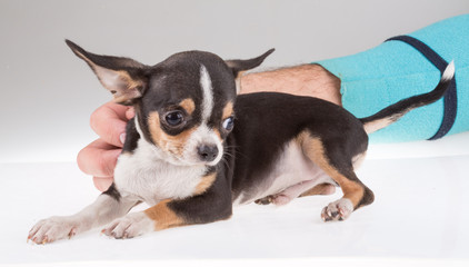 portrait of a cute purebred puppy chihuahu