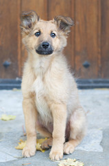 small Basque shepherd puppy sitting, looking intently