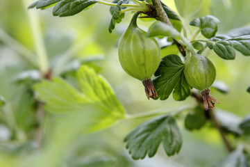 Frische Stachelbeeren aus biologischem Anbau