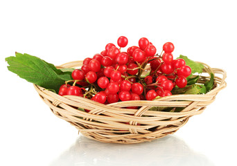 Ripe viburnum in a wicker basket isolated on white