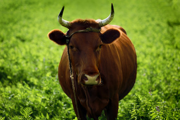 a cow on the glade in the country side