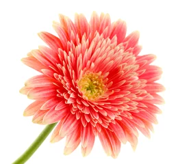 Stickers pour porte Gerbera beautiful gerbera flower isolated on white