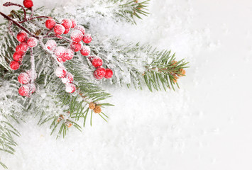 Rowan berries with spruce covered with snow