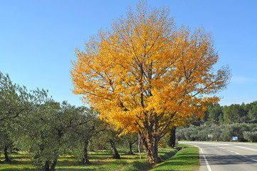 Albero giallo