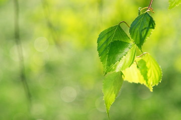 Fototapeta na wymiar Zielone liście, płytkie focus