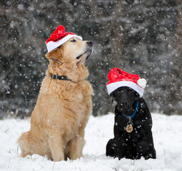 Hunde im Schnee mit Weihnachtsmützen