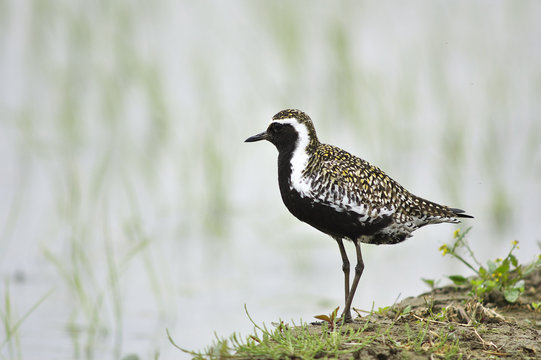 Pacific Golden Plover