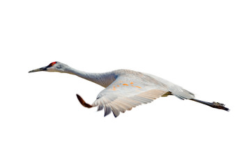 Sandhill Crane