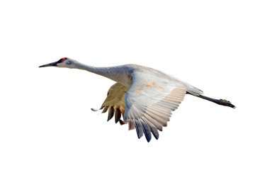 Sandhill Crane