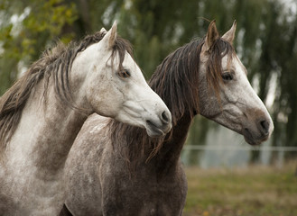 Naklejka premium horses