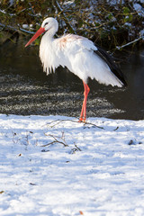 Adult stork standing in the snow
