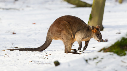 Swamp wallaby in the snow