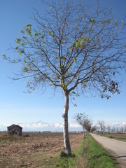 albero in campagna