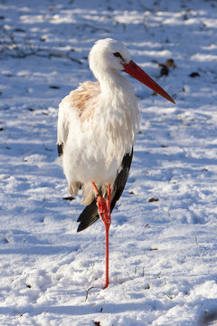 Adult stork standing in the snow