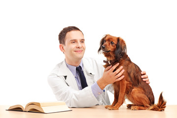 A young veterinarian examining a dog