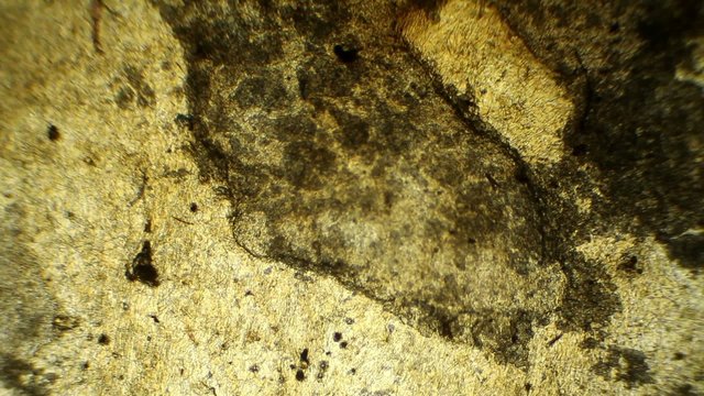 mushroom under the microscope, background. (Suillus) 