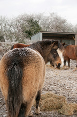 Welsh pony in winter