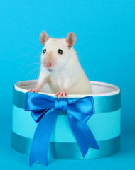 funny little rat in gift box, on blue background