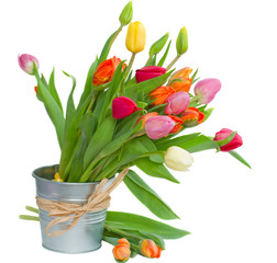 spring tulips in pot