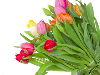 multicolored spring tulips