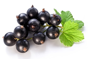 Branch of black currant on a white background.