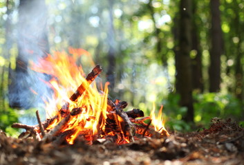Bonfire in the forest.