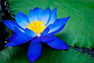 water lily