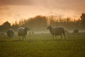 Sheep Sunset
