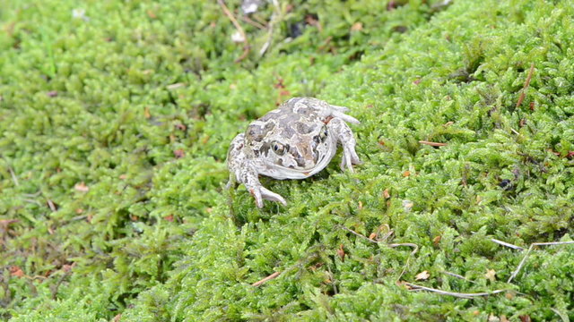 macro garlic spadefoot toad pelobates fuscus moss