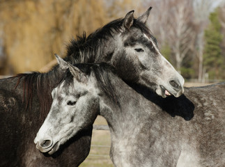 horses