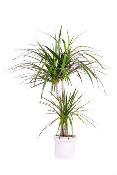 Dracena