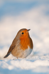 Robin in the snow