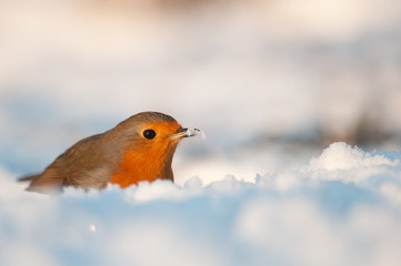European Robin