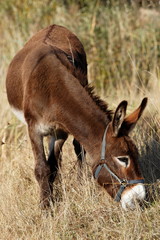 Ane en train de brouter