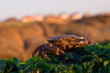 Sea Crab