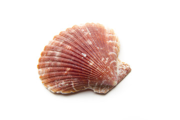 shell