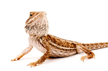 one agama bearded on the white background