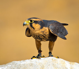 Aplomado Falcon ready to fly