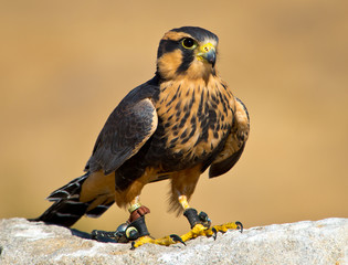 Aplomado Falcon stands proud