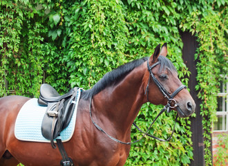 Obraz premium german dressage horse closeup.