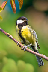 Fototapeta premium Female Great Tit on nesting box