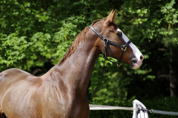 Fototapeta premium cavallo al paddock 4