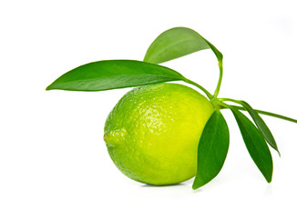 Lime