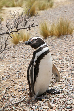 Penguin Magellanic in the wild nature.