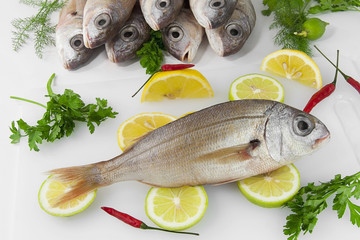 Pargo, besugo, pescado blanco, crudo.